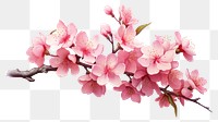 PNG Blossom flower plant transparent background