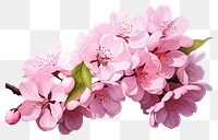 PNG Blossom flower plant transparent background