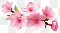 PNG Flower blossom petal plant transparent background