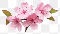 PNG Flower blossom plant transparent background