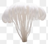 PNG Mushroom fungus plant white. 