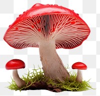 PNG Mushroom fungus agaric plant. 