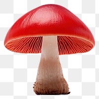 PNG Mushroom fungus agaric plant. AI generated Image by rawpixel.