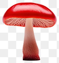 PNG Mushroom fungus agaric plant. AI generated Image by rawpixel.