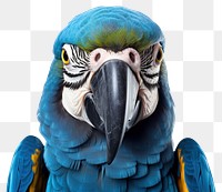 PNG Parrot animal bird beak. 