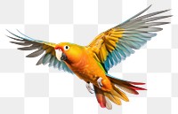 PNG Parrot flying animal bird. 