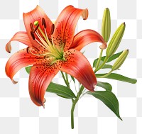 PNG Flower plant lily  