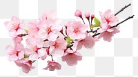 PNG Blossom flower plant transparent background