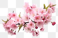 PNG Blossom flower plant transparent background