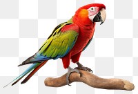 PNG Parrot animal bird lovebird. 