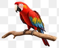PNG  Parrot animal bird wildlife