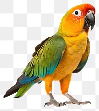 PNG Parrot animal bird lovebird