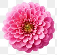 PNG Flower dahlia petal plant. 