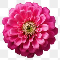 PNG Flower dahlia petal plant. 