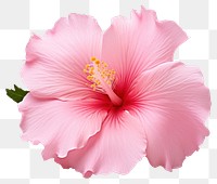 PNG Flower hibiscus blossom petal. 