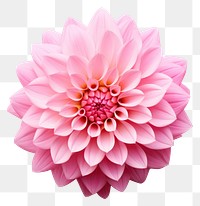 PNG Flower dahlia plant pink. AI generated Image by rawpixel.