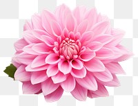 PNG Flower dahlia plant pink. 