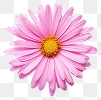 PNG Flower petal daisy plant. 