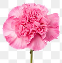 PNG Flower carnation blossom plant. 