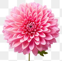 PNG Flower chrysanths dahlia plant. 