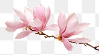 PNG Flower magnolia blossom orchid. 