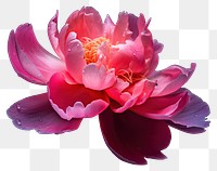 PNG  Blossom flower dahlia petal. AI generated Image by rawpixel.