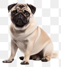 PNG Mammal animal pug pet