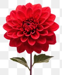 PNG Flower dahlia plant red. 