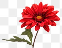 PNG Flower dahlia petal plant. 