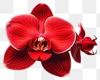 PNG Flower orchid petal plant. 