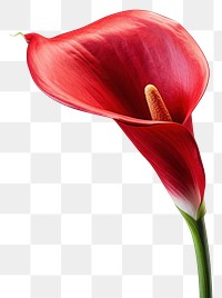 PNG Flower petal plant red. AI generated Image by rawpixel.