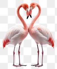 PNG Couple pink flamingo animal bird beak. 