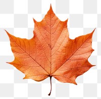 PNG Fall maple leaf plant tree  