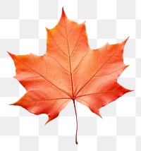 PNG Fall maple leaf plant tree  