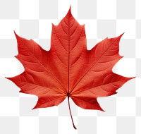 PNG Fall maple leaf plant tree white background. AI generated Image by rawpixel.