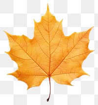 PNG Fall maple leaf plant tree  