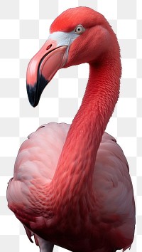 PNG Flamingo animal beak bird. AI generated Image by rawpixel.