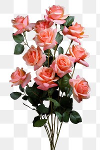 PNG Flower plant rose inflorescence. AI generated Image by rawpixel.