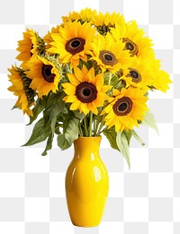 PNG Sunflower plant vase inflorescence. 