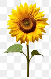 PNG Sunflower plant inflorescence asterales. AI generated Image by rawpixel.