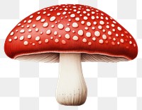 PNG Mushroom agaric fungus agaricaceae. AI generated Image by rawpixel.