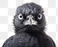 PNG Bird animal beak eye. AI generated Image by rawpixel.