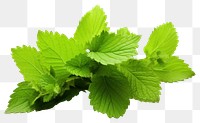 PNG Plant herbs leaf coriander. AI generated Image by rawpixel.