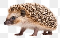 PNG Hedgehog porcupine animal mammal. 