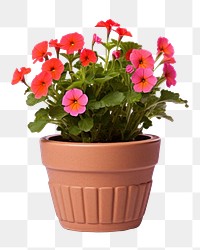 PNG Flower flowerpot plant transparent background. 