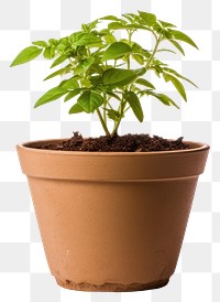 PNG Flowerpot gardening plant herbs. 