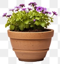 PNG Flower flowerpot gardening plant. 