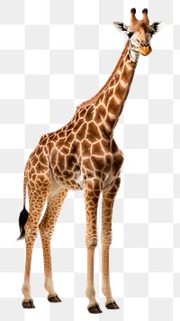 PNG Giraffe wildlife animal mammal transparent background