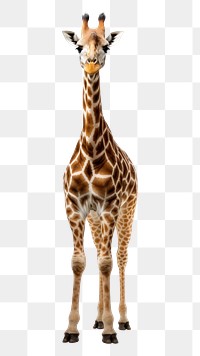 PNG Giraffe wildlife animal mammal transparent background