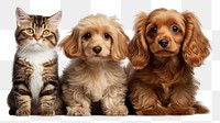 PNG Pet mammal animal puppy transparent background